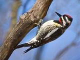 Yellow-bellied Sapsucker_53062